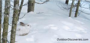 Snowshoe Hare hiding w OD